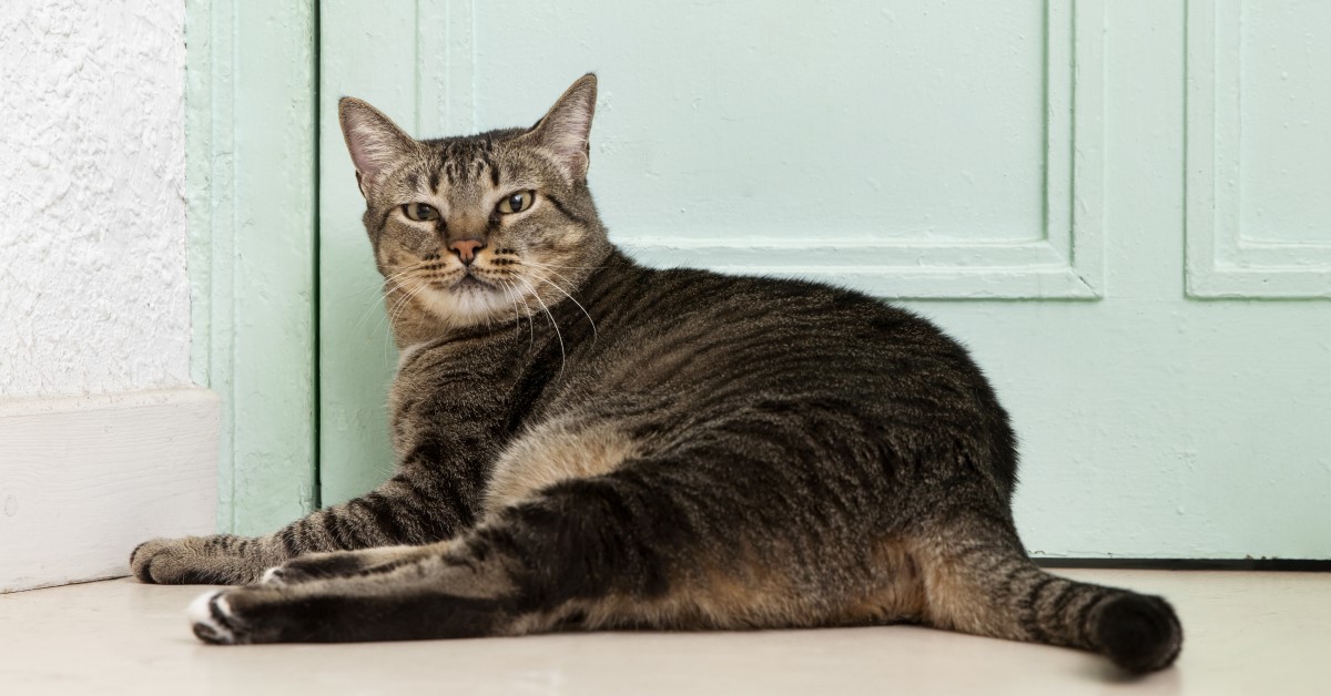 Hyperthyroidism in Cats